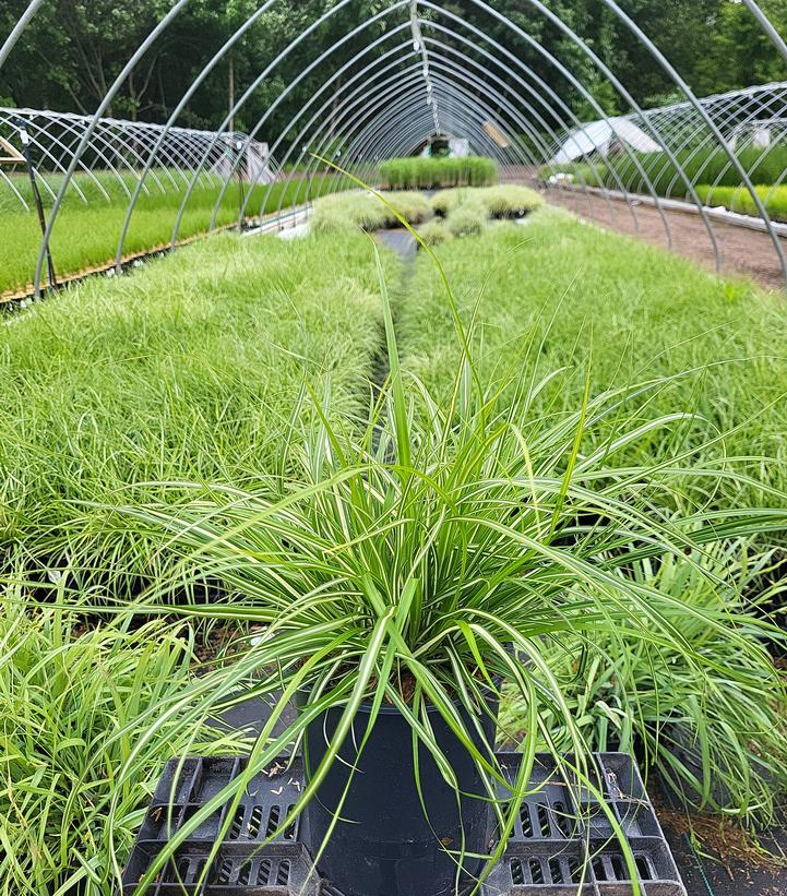 Carex morrowii Evergold