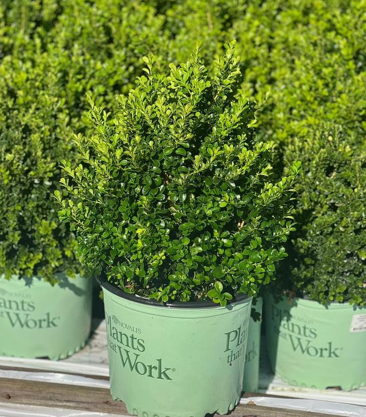 Buxus 'Cranberry Creek'