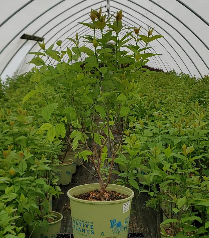 Cephalanthus occidentalis Crimson Comets