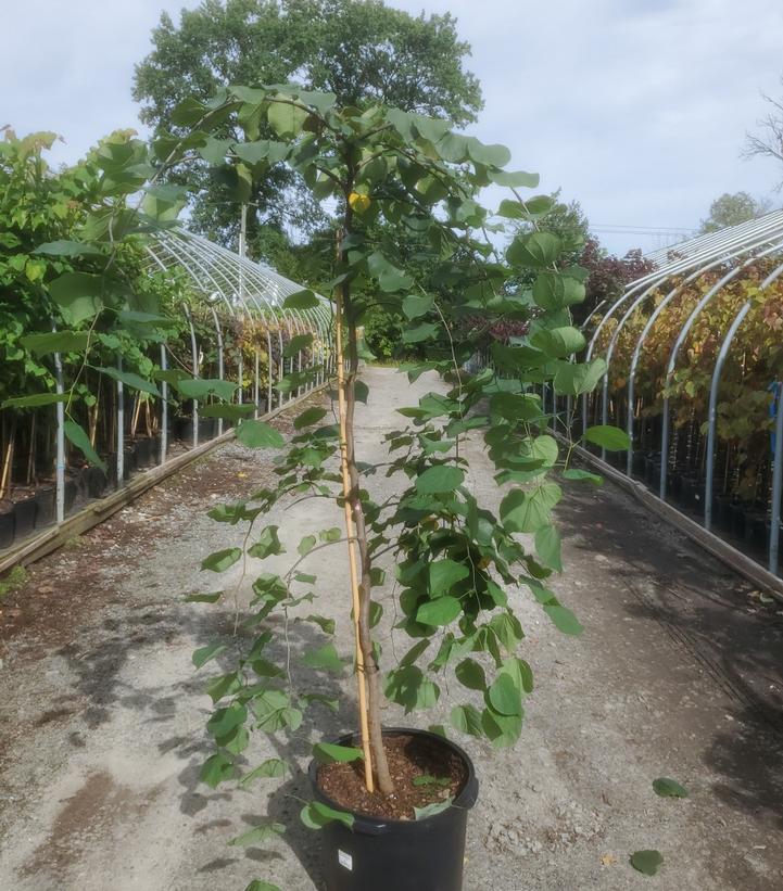 Cercis canadensis Pink Heartbreaker