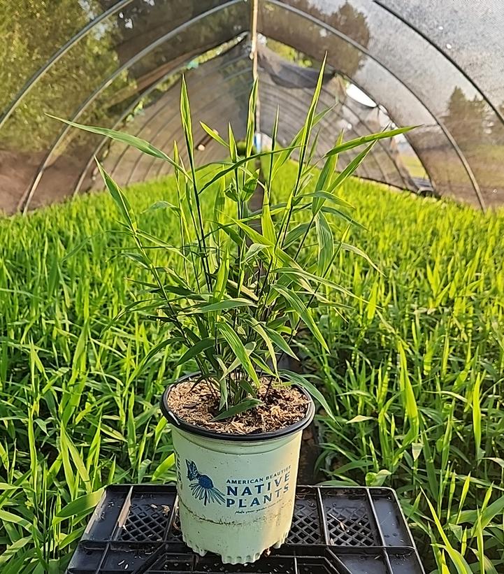 Chasmanthium latifolium 