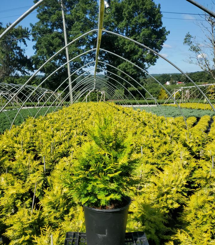 Chamaecyparis obtusa 'Crippsii'