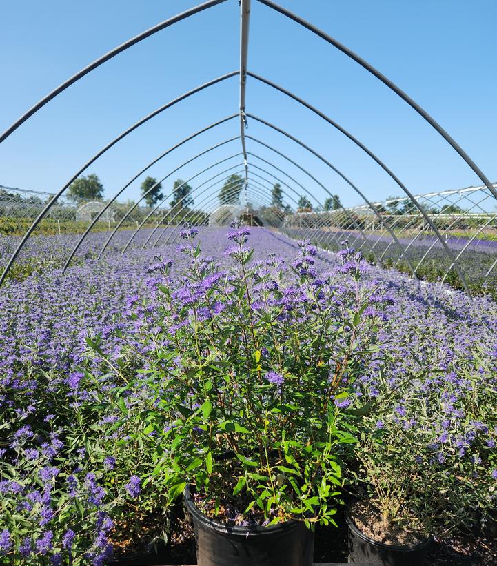 Caryopteris x cland. Dark Knight