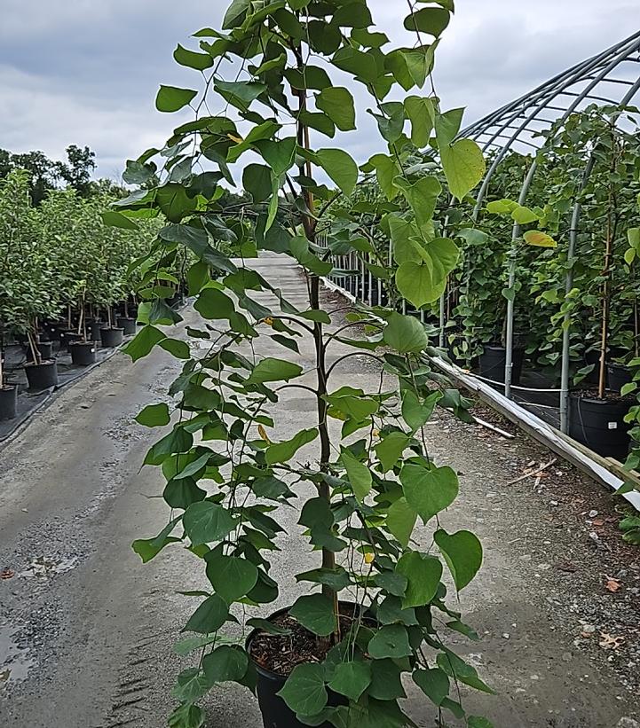 Cercis canadensis Pink Heartbreaker