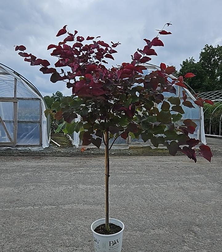 Cercis canadensis Midnight Express®