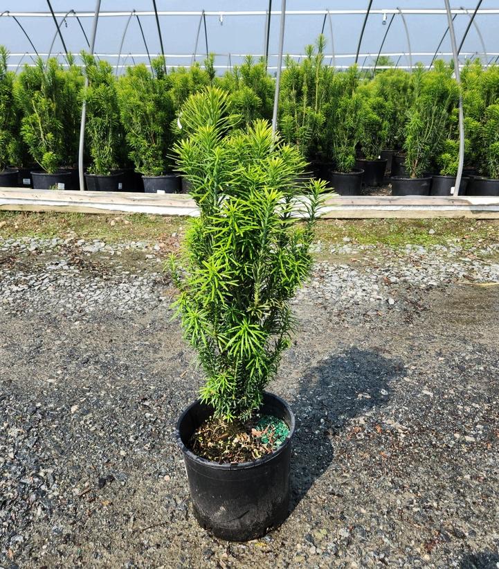 Cephalotaxus harringtonia 'Fastigiata'