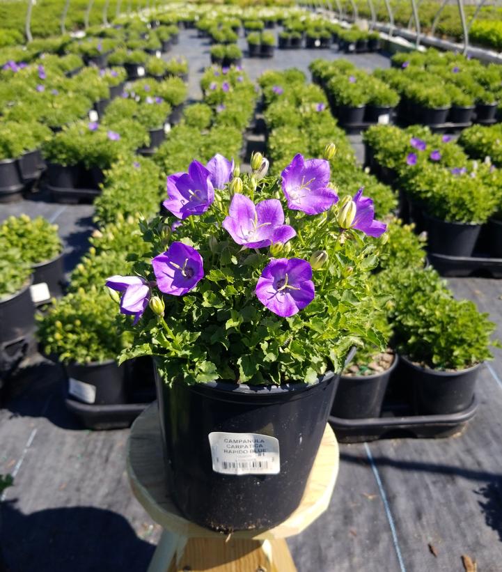 Campanula carpatica 'Rapido Blue'