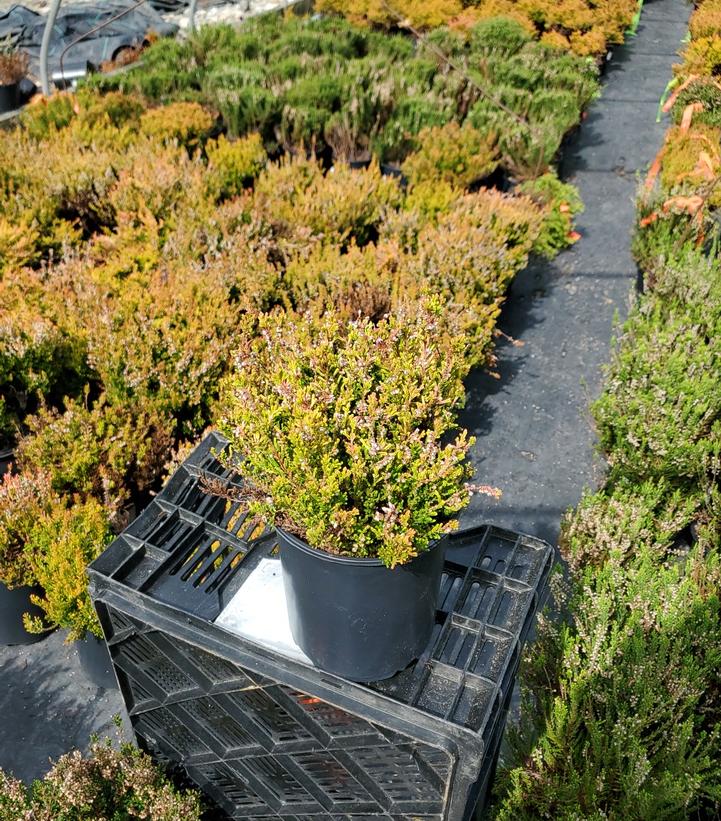 Calluna vulgaris Winter Chocolate