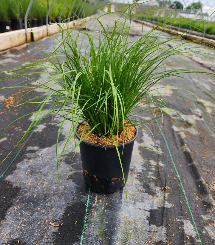 Carex pensylvanica 