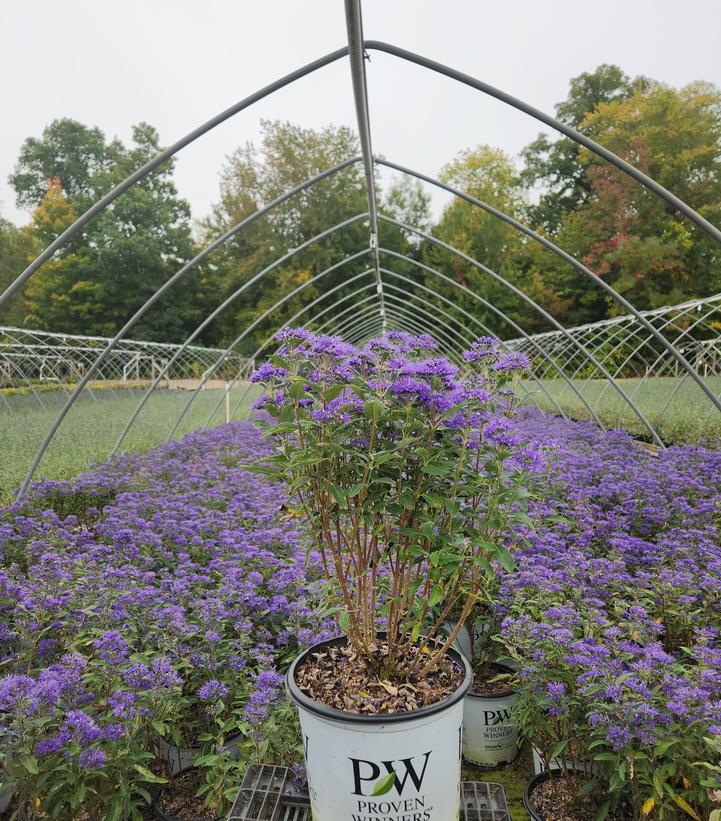 Caryopteris x clandonensis Beyond Midnight®