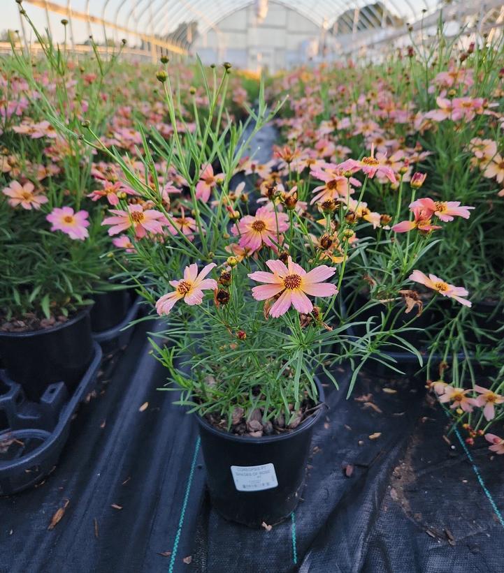 Coreopsis Permathread™ 'Shades of Rose'