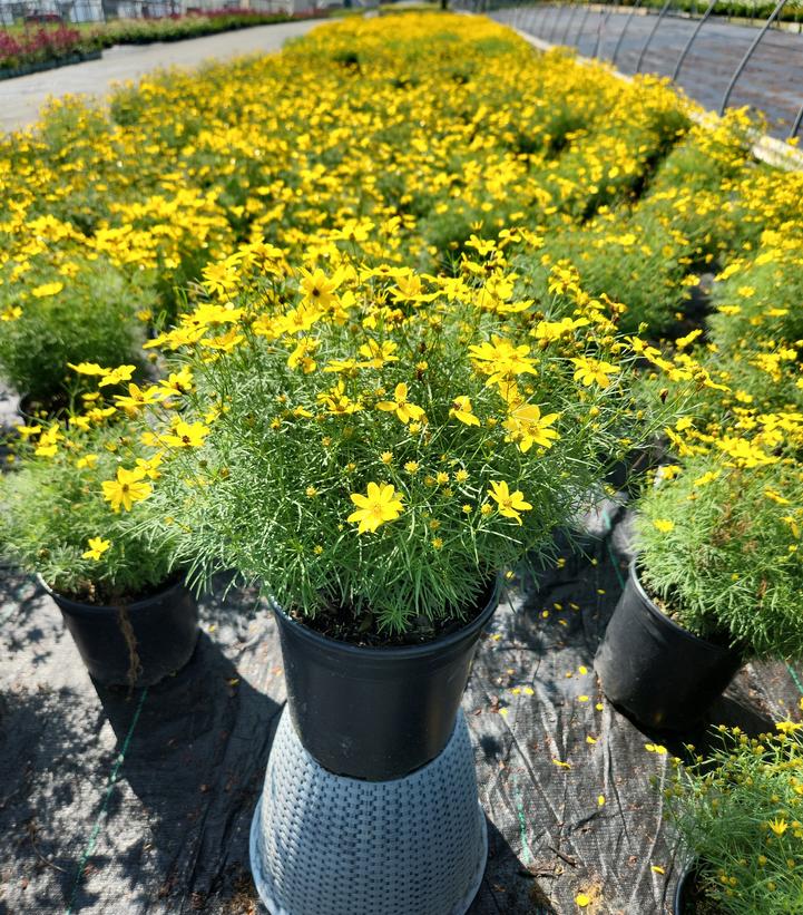 Coreopsis verticillata Zagreb