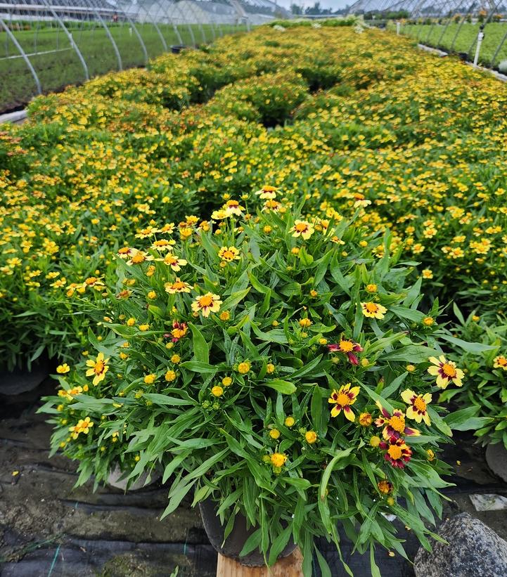 Coreopsis Big Bang™ Cosmic Eye