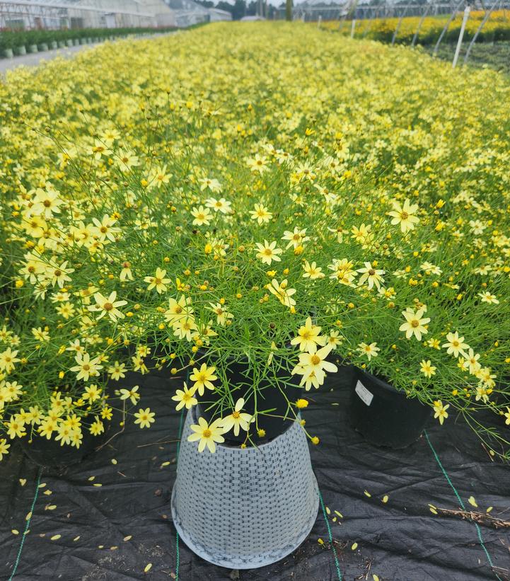 Coreopsis verticillata Moonbeam