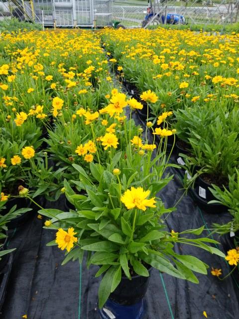 Coreopsis grand. Early Sunrise