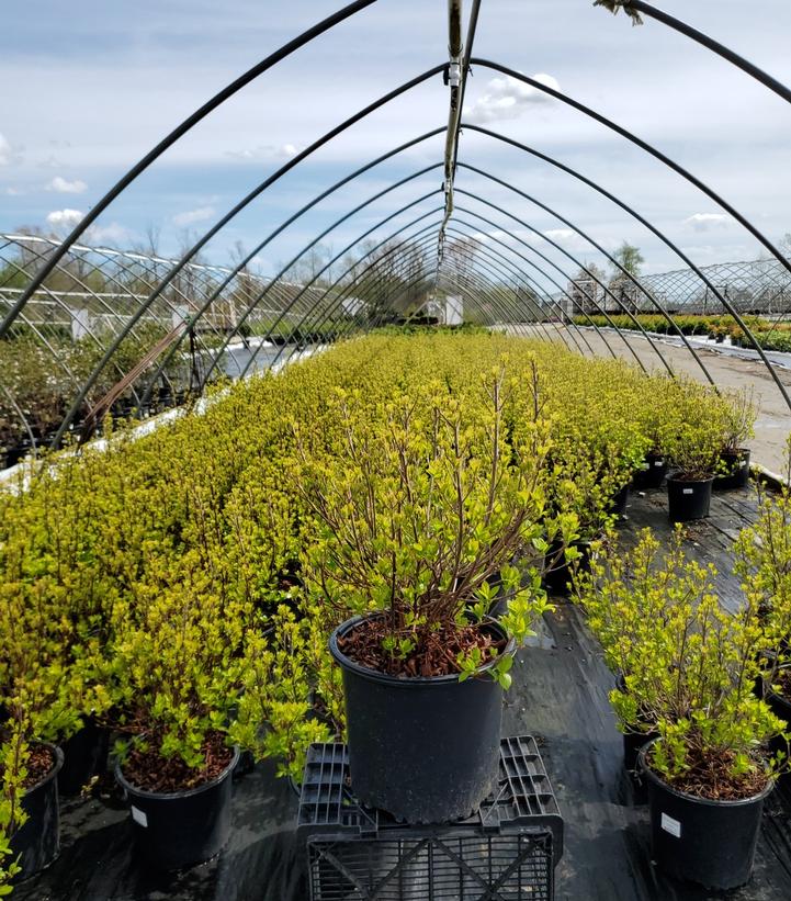 Clethera alnifolia 'Sixteen Candles'