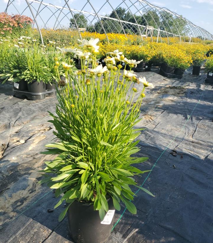 Coreopsis Big Bang™ 'Polaris'