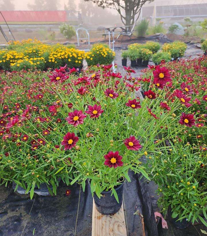 Coreopsis Big Bang™ Mercury Rising