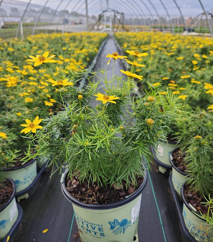 Coreopsis verticillata 