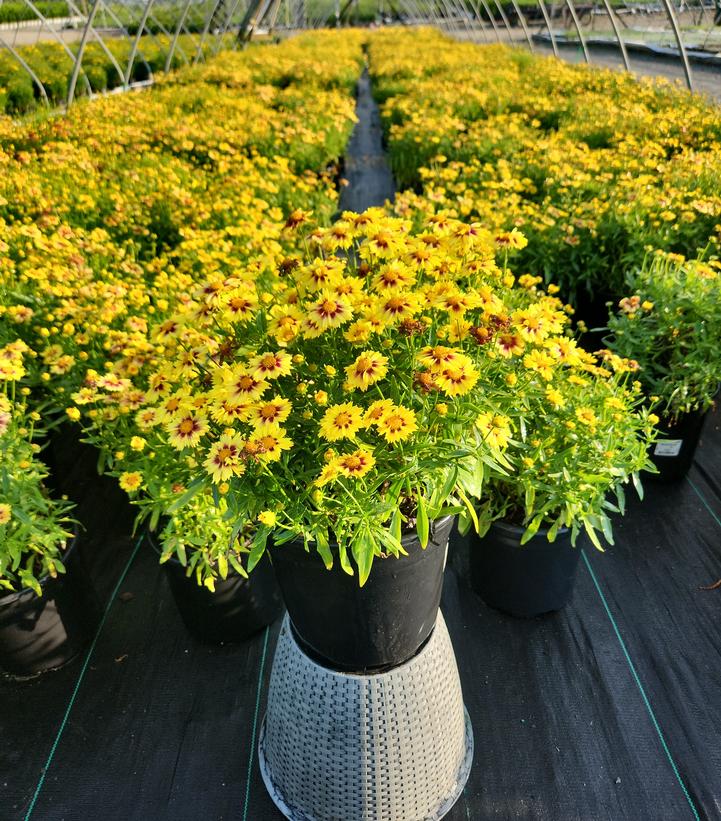 Coreopsis Li'l Bang™ Enchanted Eve