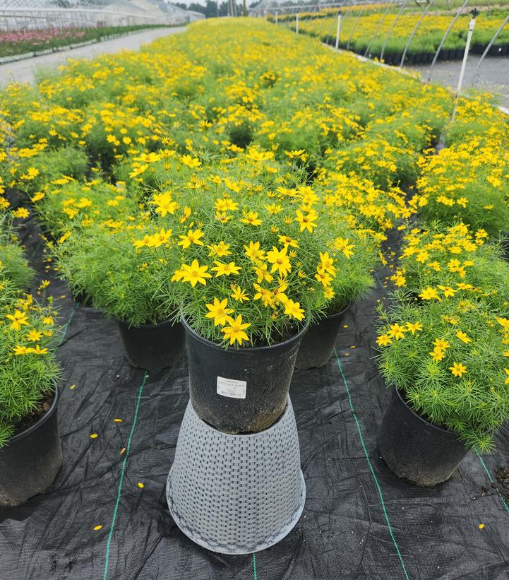 Coreopsis verticillata Zagreb