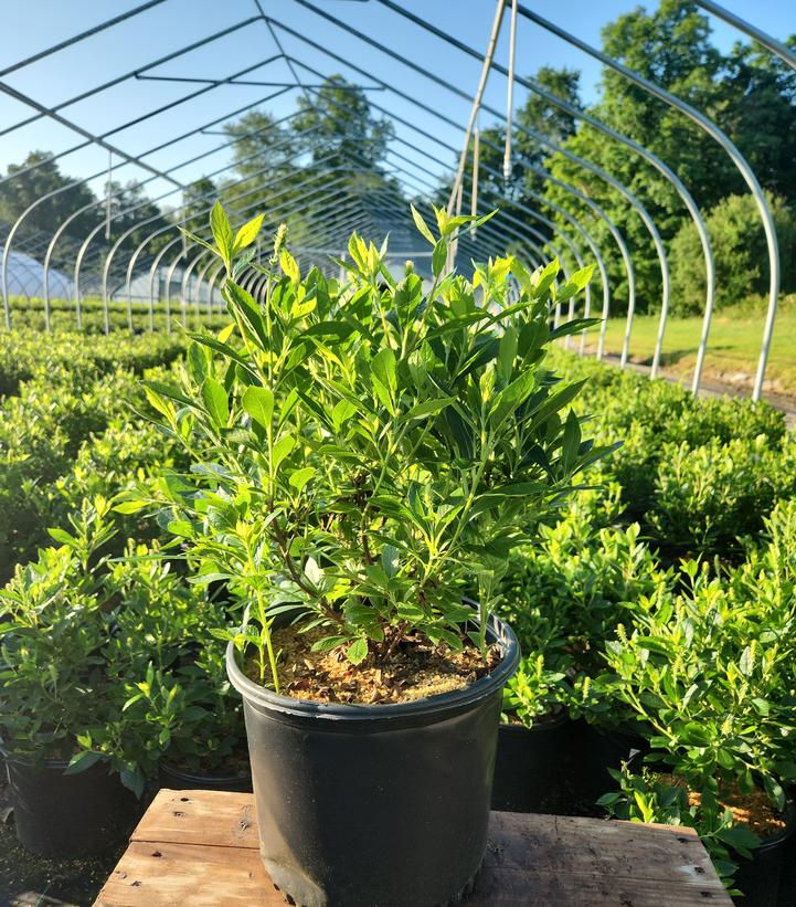 Clethra alnifolia 'Hummingbird'