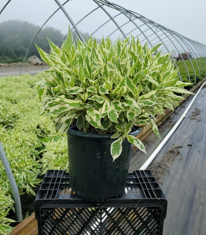 Cornus alba Ivory Halo®