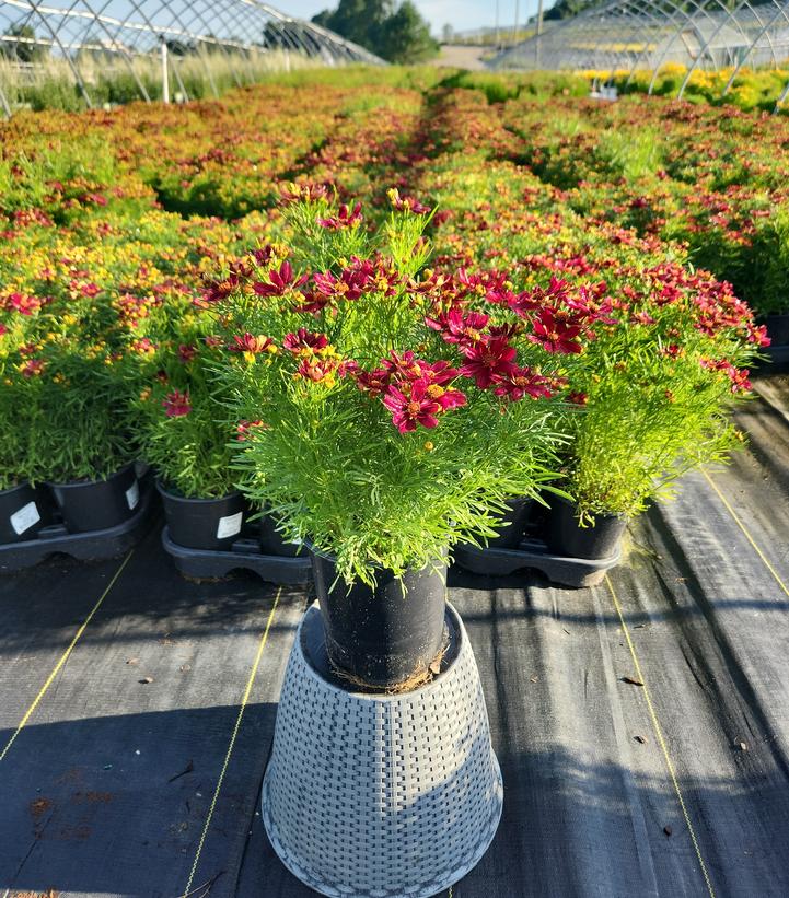 Coreopsis PERMATHREAD™ Red Satin