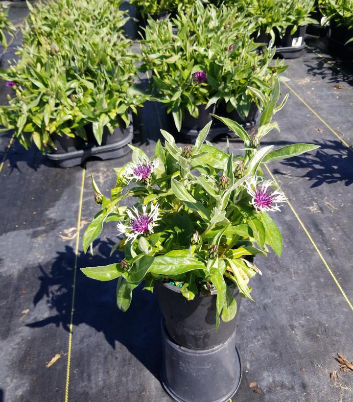 Centaurea Amethyst In Snow