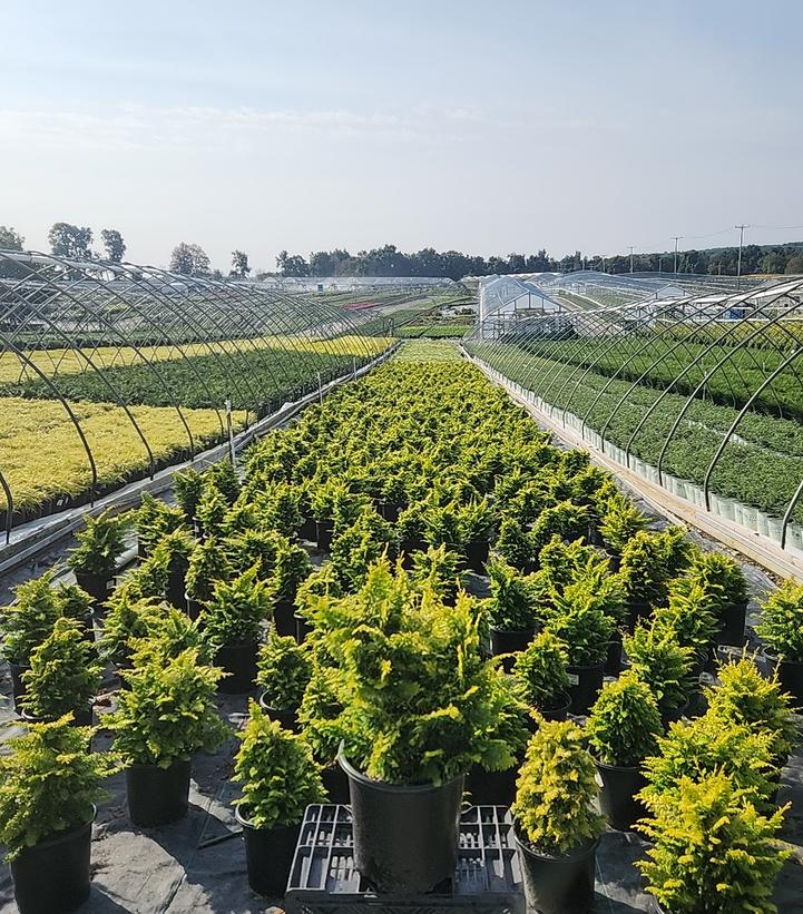 Chamaecyparis obtusa 'Fernspray Gold'