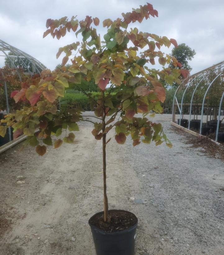 Cercis canadensis Flame Thrower®