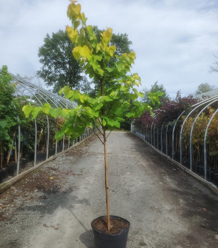 Cercis canadensis Rise 'N Shine™