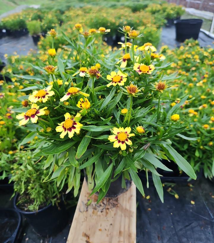 Coreopsis Big Bang™ Cosmic Eye