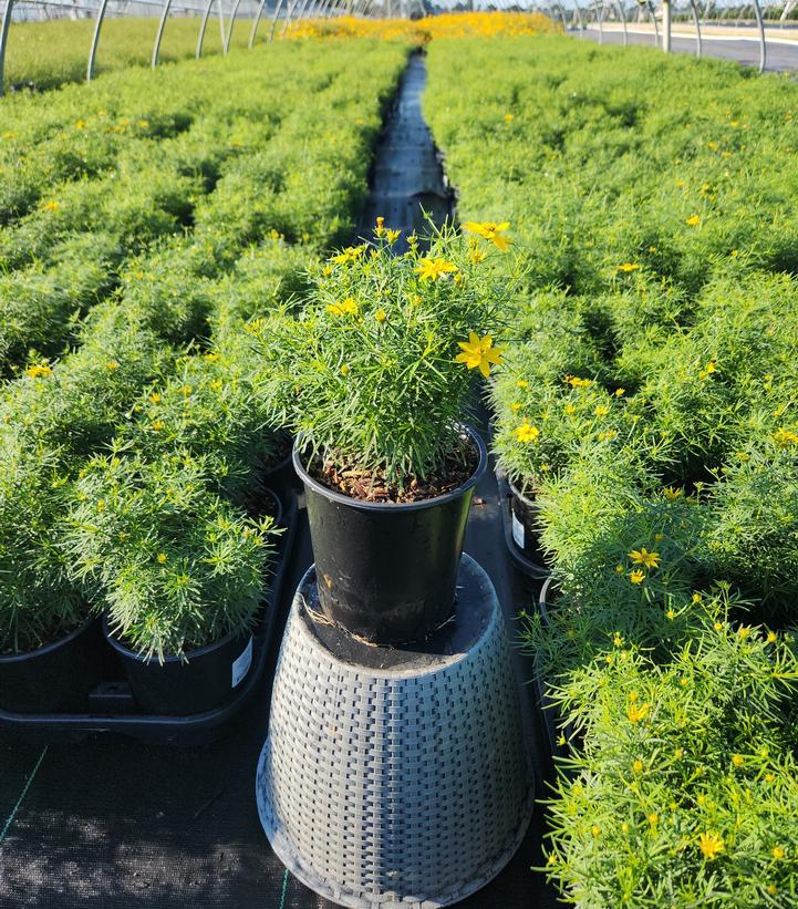 Coreopsis verticillata Zagreb