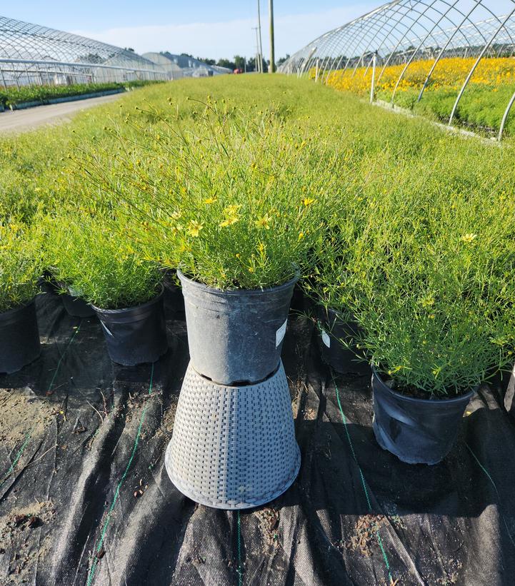 Coreopsis verticillata Moonbeam