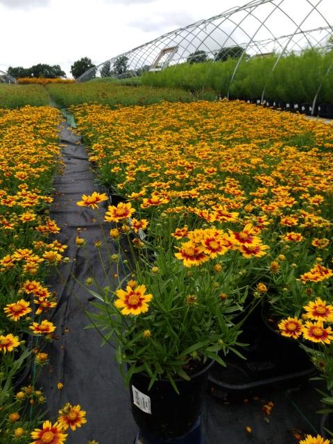 Coreopsis Li'l Bang™ Li'l Bang™ Daybreak