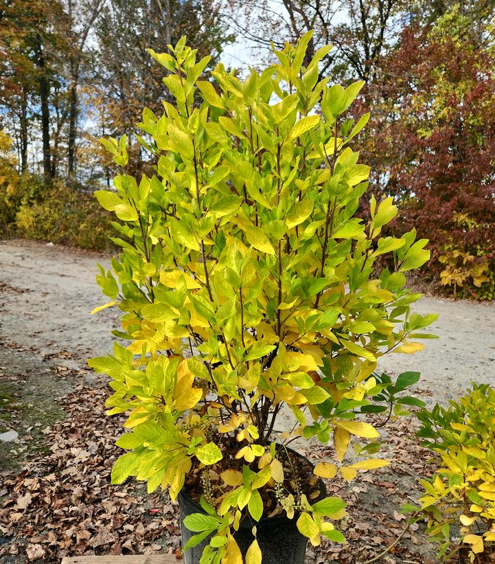 Clethra alnifolia 