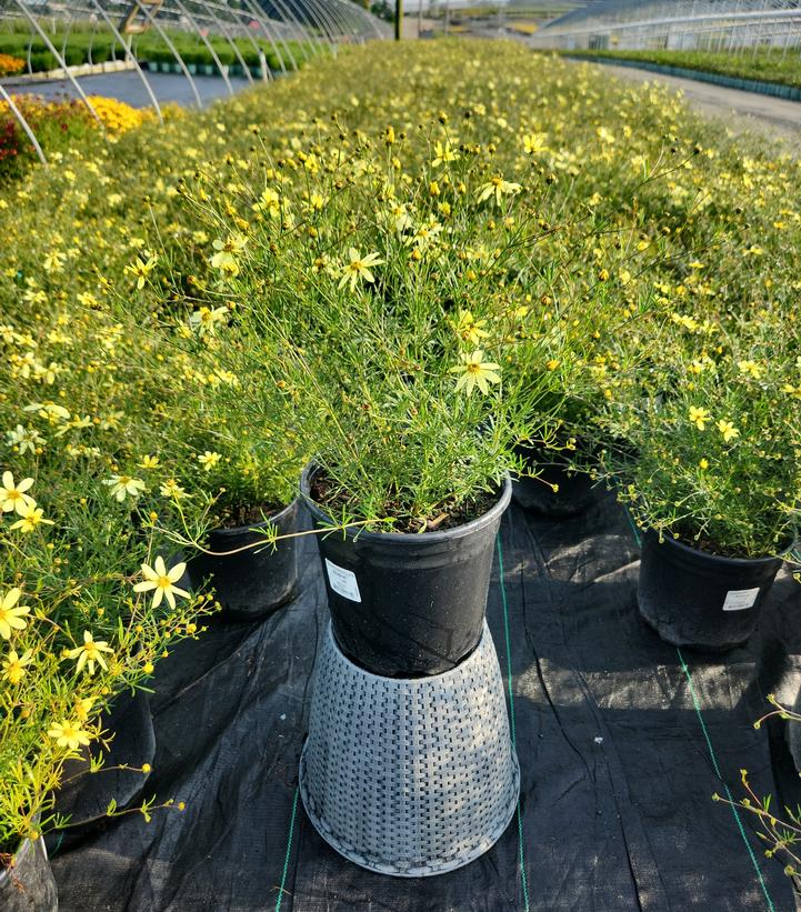 Coreopsis verticillata Moonbeam