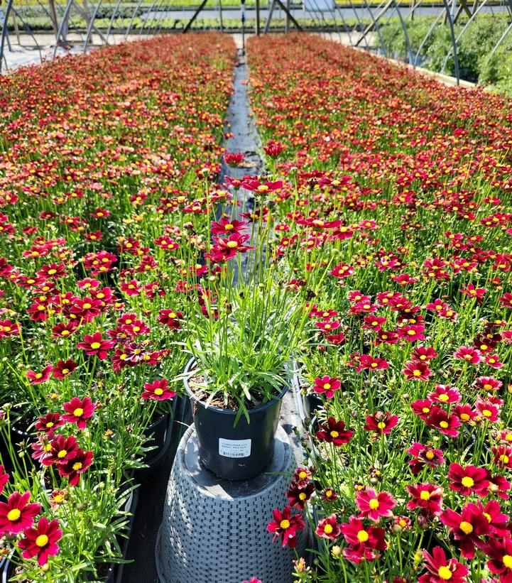 Coreopsis Li'l Bang™ Red Elf