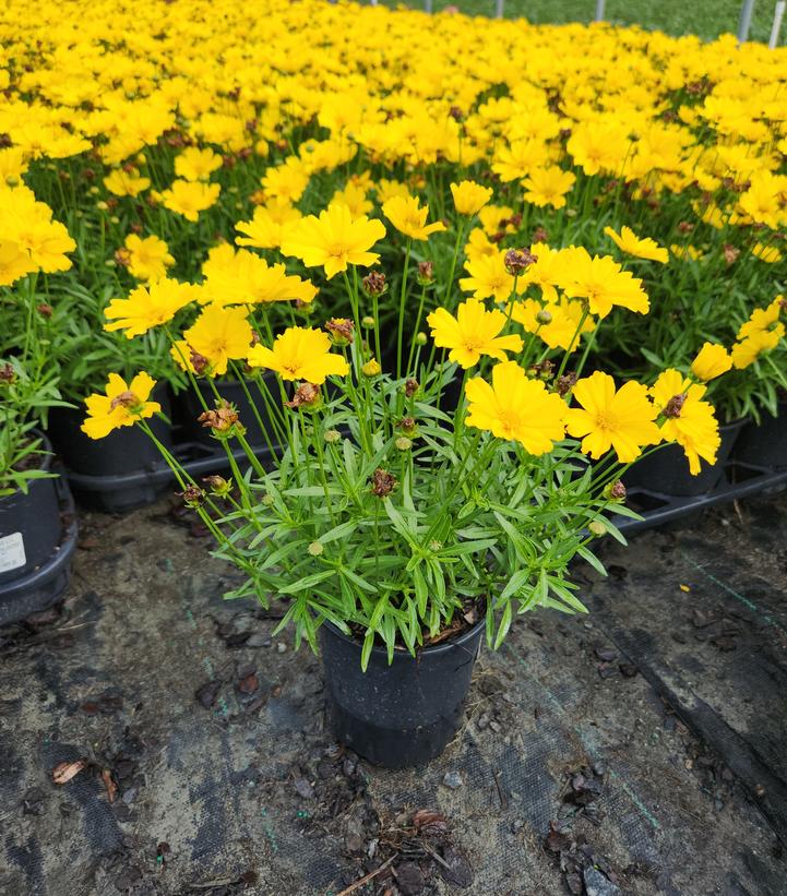 Coreopsis Li'l Bang™ 'Goldilocks'