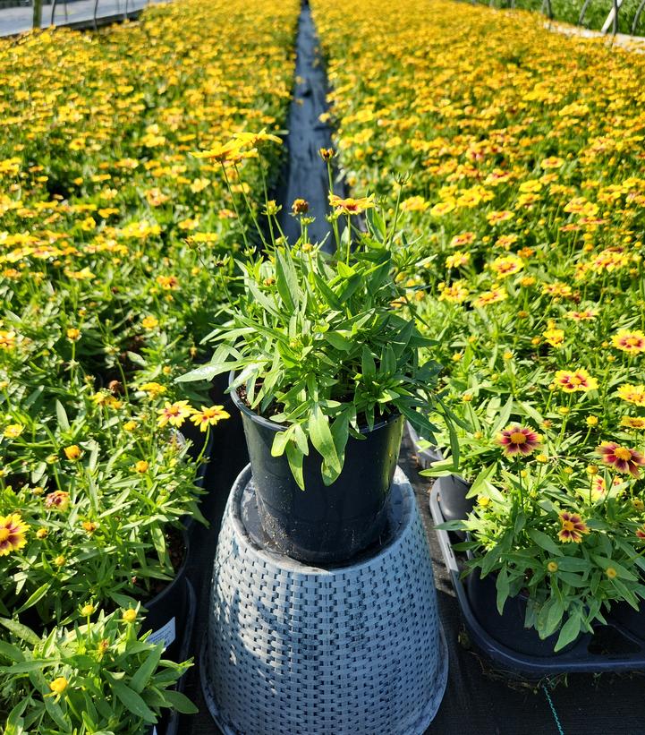 Coreopsis Li'l Bang™ Enchanted Eve