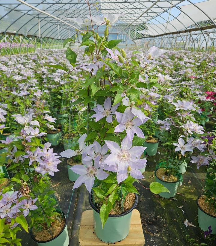 Clematis Tranquilite™