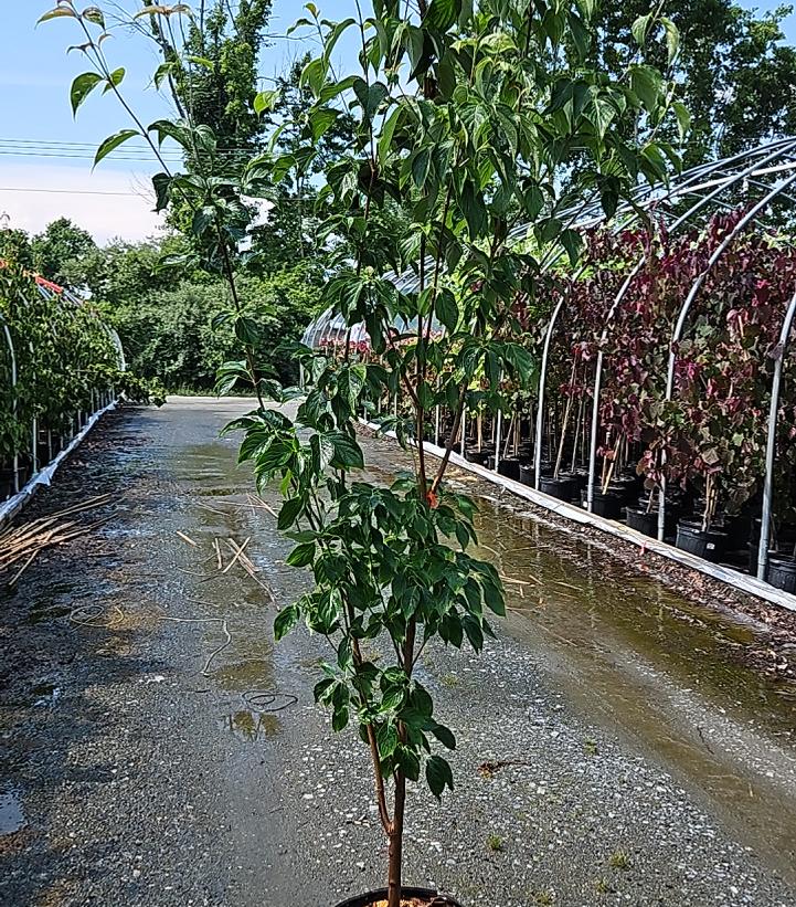 Cornus X Celestial®