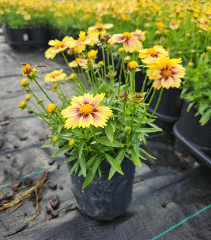 Coreopsis Li'l Bang™ Enchanted Eve