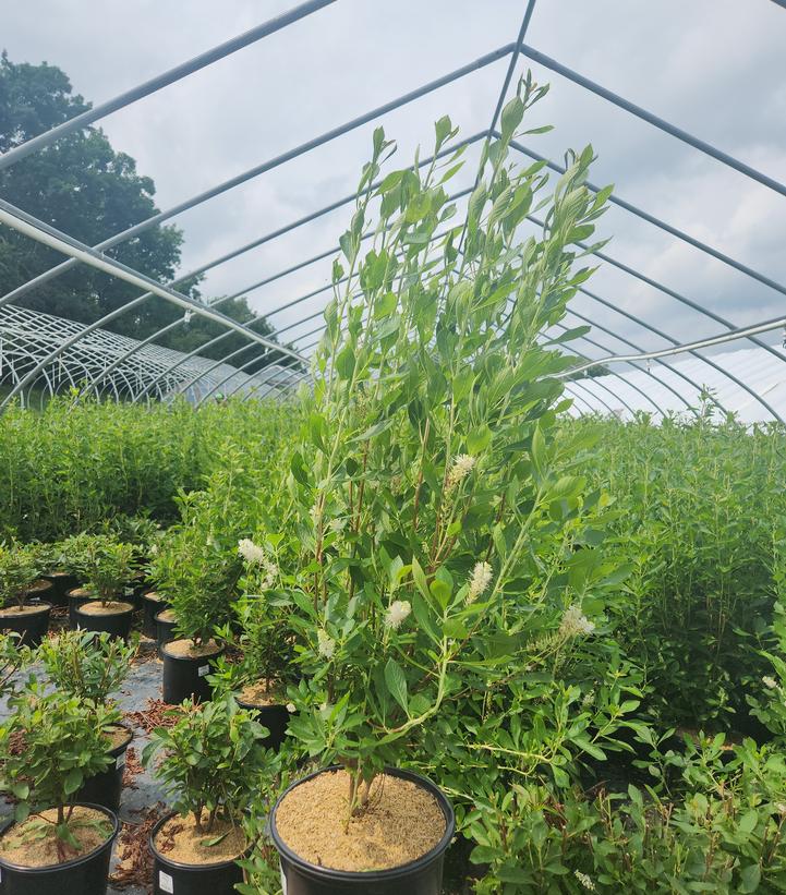 Clethra alnifolia 