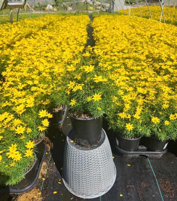 Coreopsis verticillata Zagreb