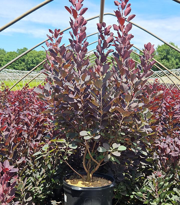 Cotinus coggygria Royal Purple