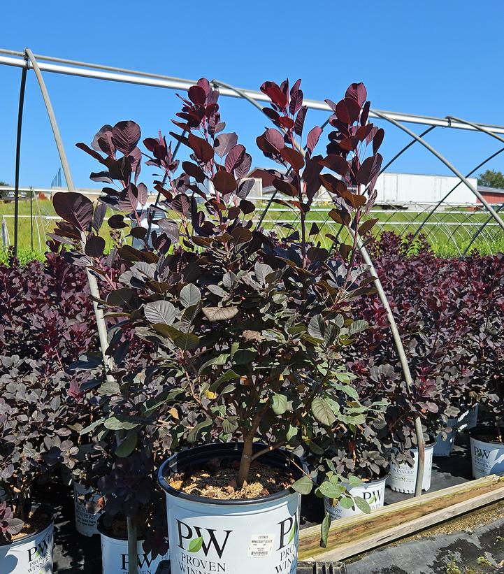 Cotinus coggygria Winecraft Black®