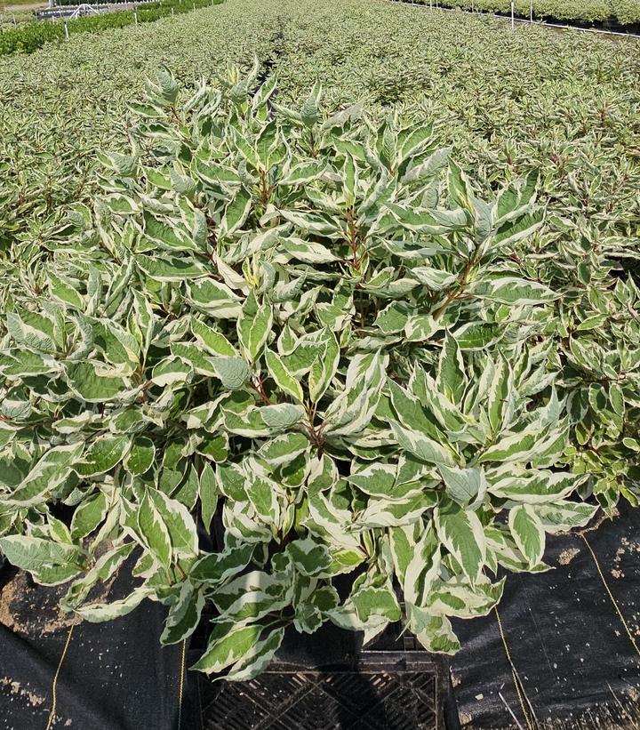 Cornus alba Ivory Halo®