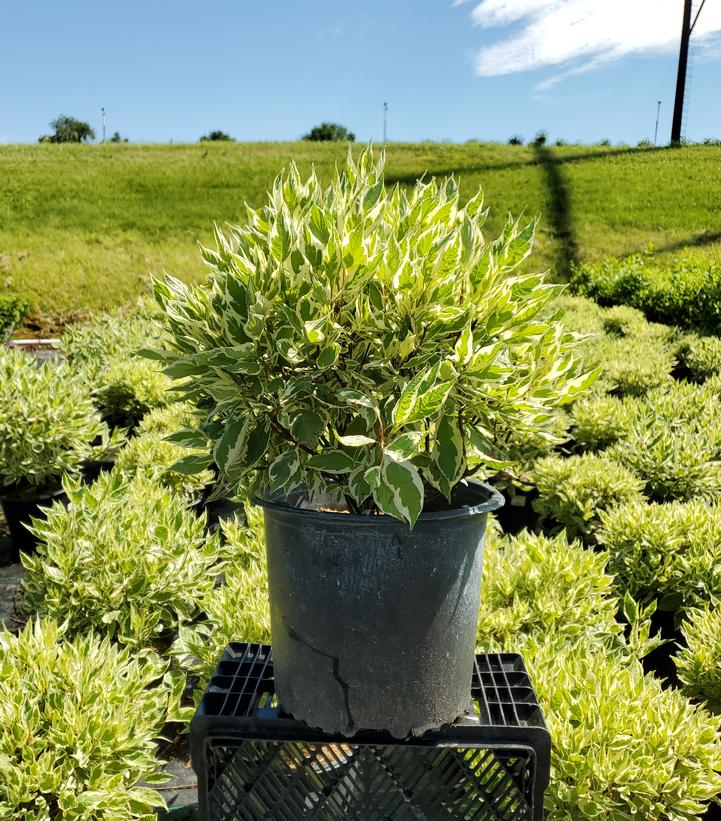 Cornus alba Ivory Halo®